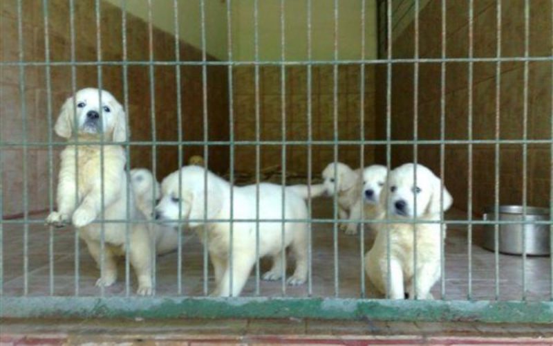 6.yaru_goldenlar_kafes1