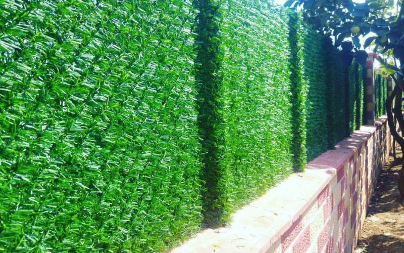 FB_IMG_1499143235735