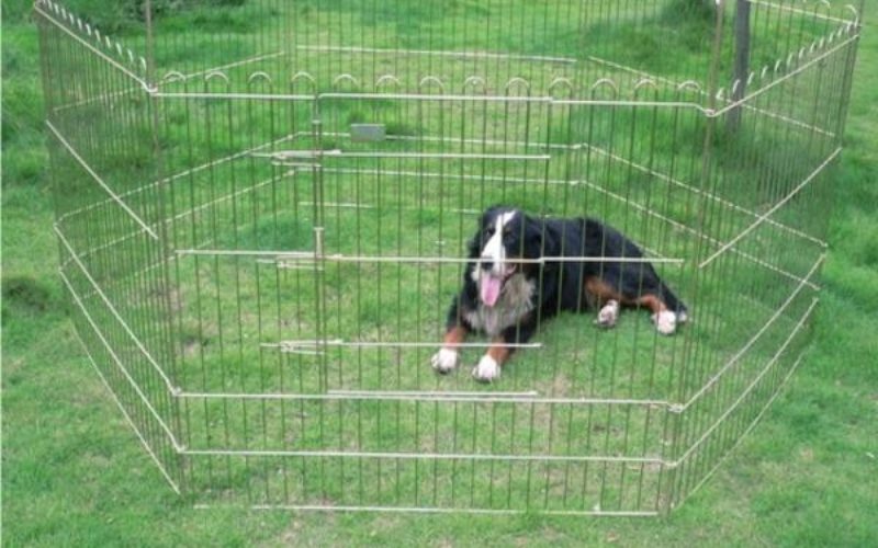 kopek-bahce-citi-80x90cm-princ-sad-dep6002-ldg